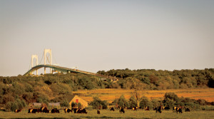 The Newport Bridge is an iconic backdrop for Windmist Farm.